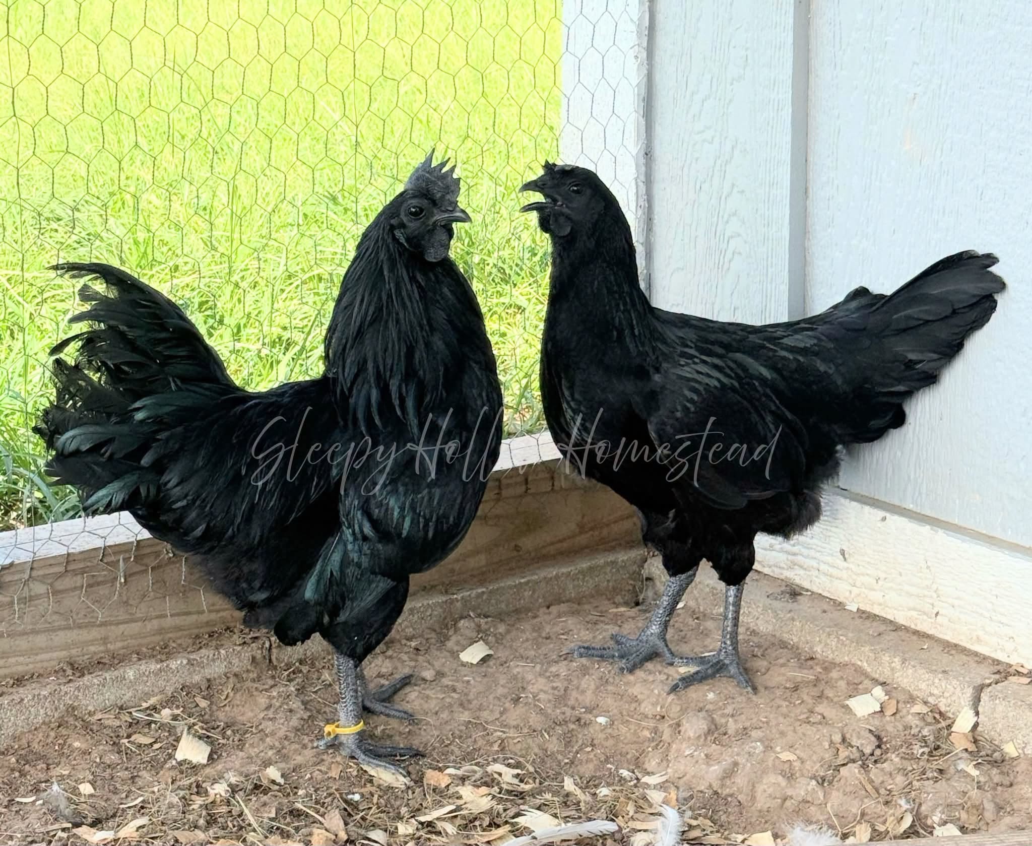 Ayam Cemani rooster — all-black plumage with green iridescent sheen