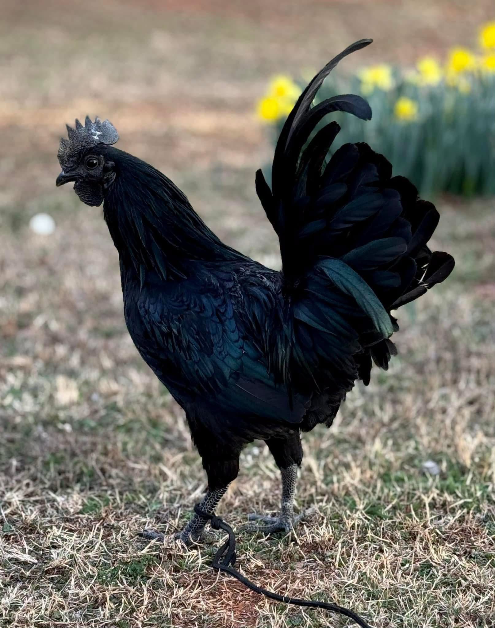 Ayam Cemani — photo 2