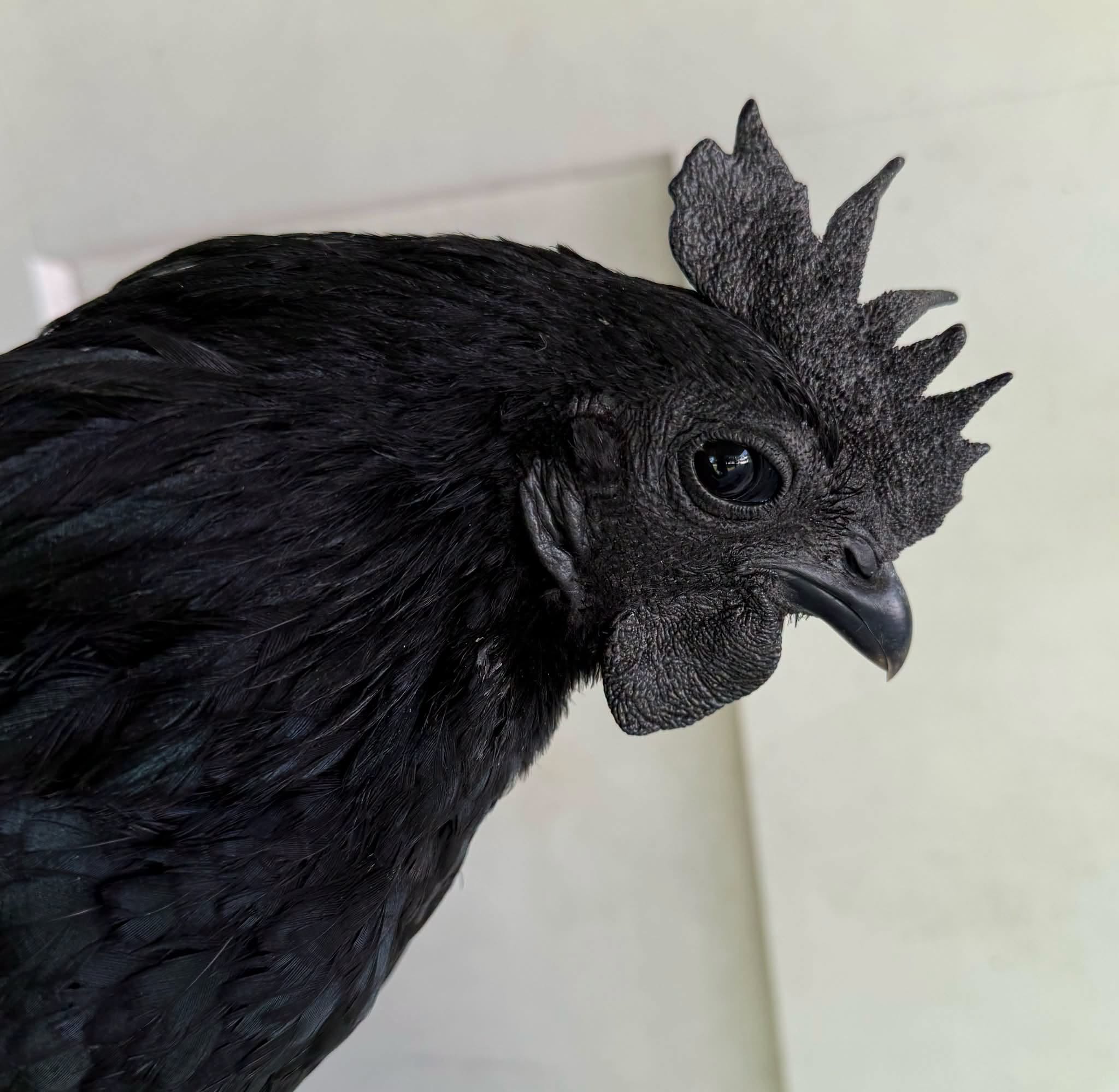 Ayam Cemani — photo 4