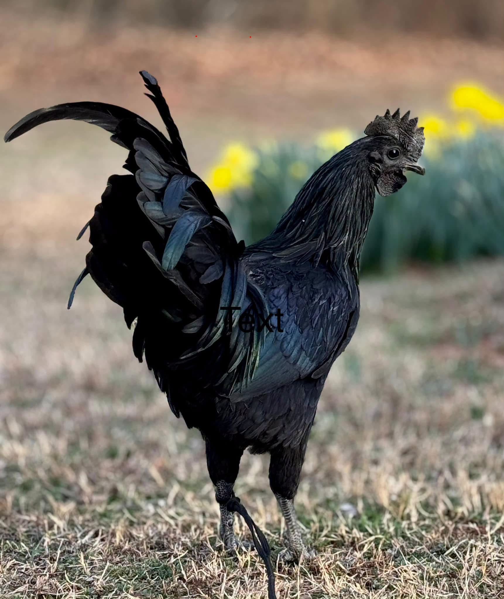 Ayam Cemani — photo 5