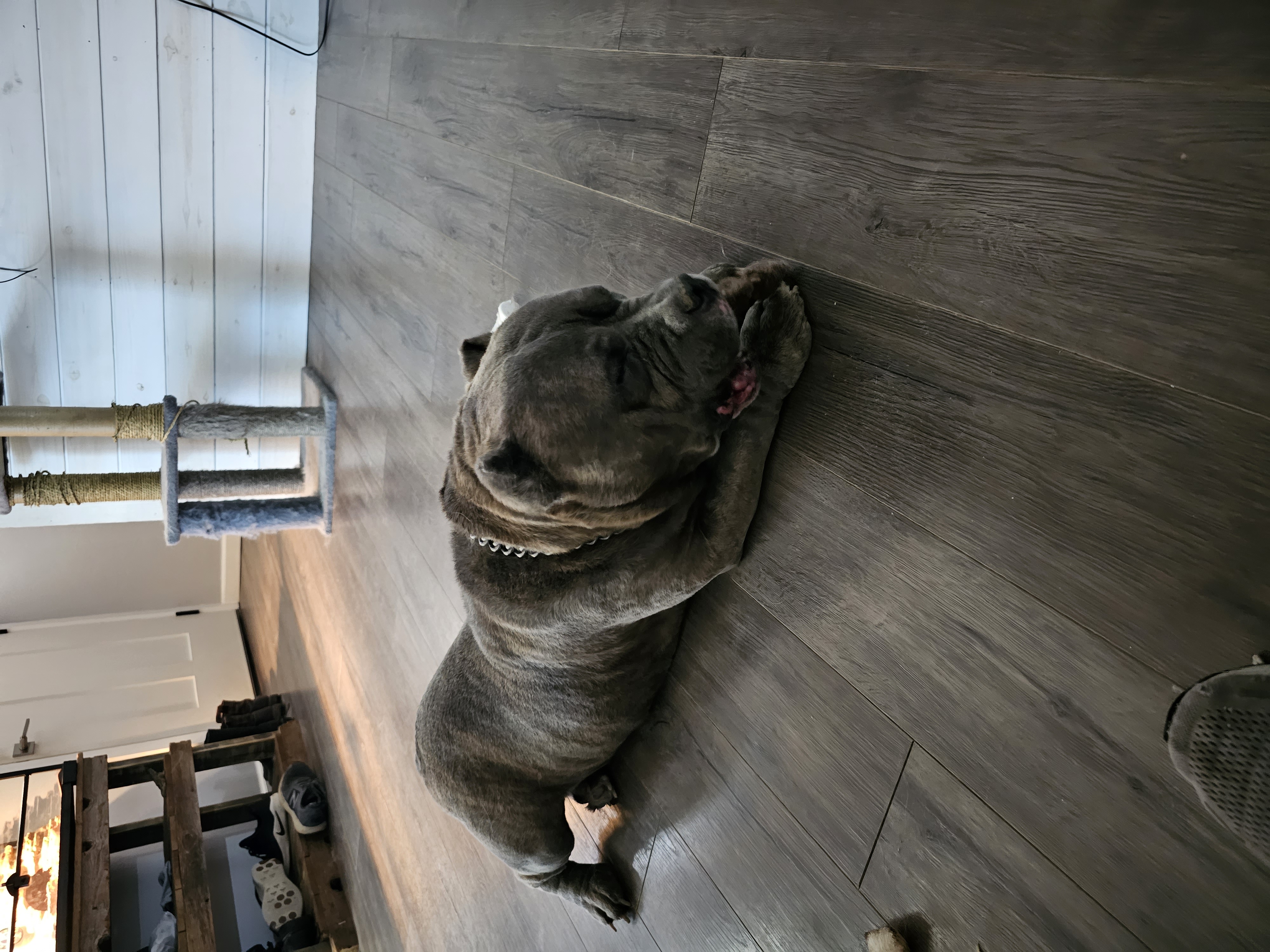 Bear — American Bully