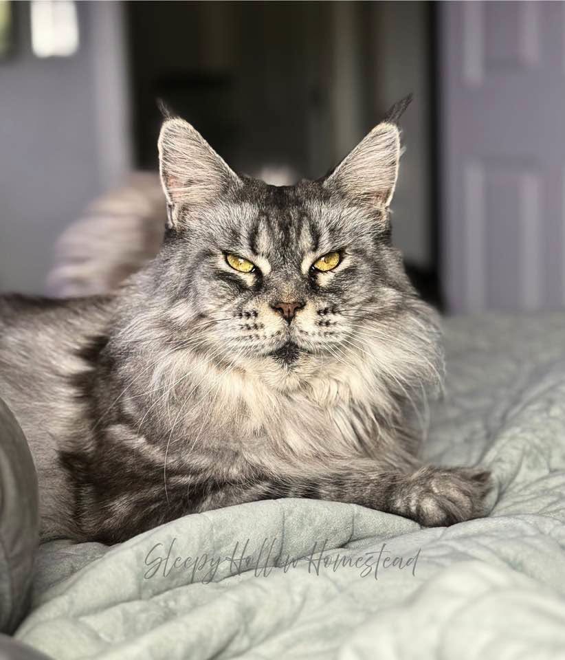 Delta — female Maine Coon cat