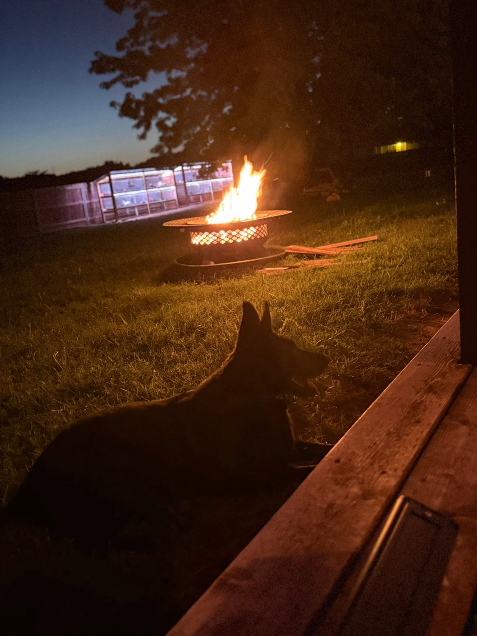 The farm fire pit burning at dusk, with a dog resting nearby