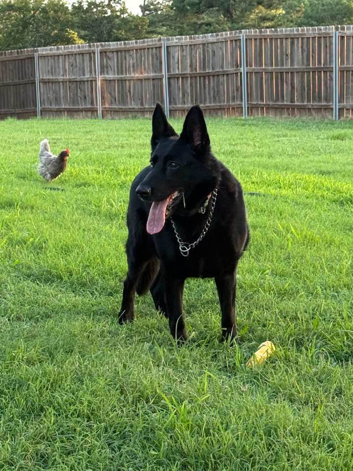 Mama — Black German Shepherd