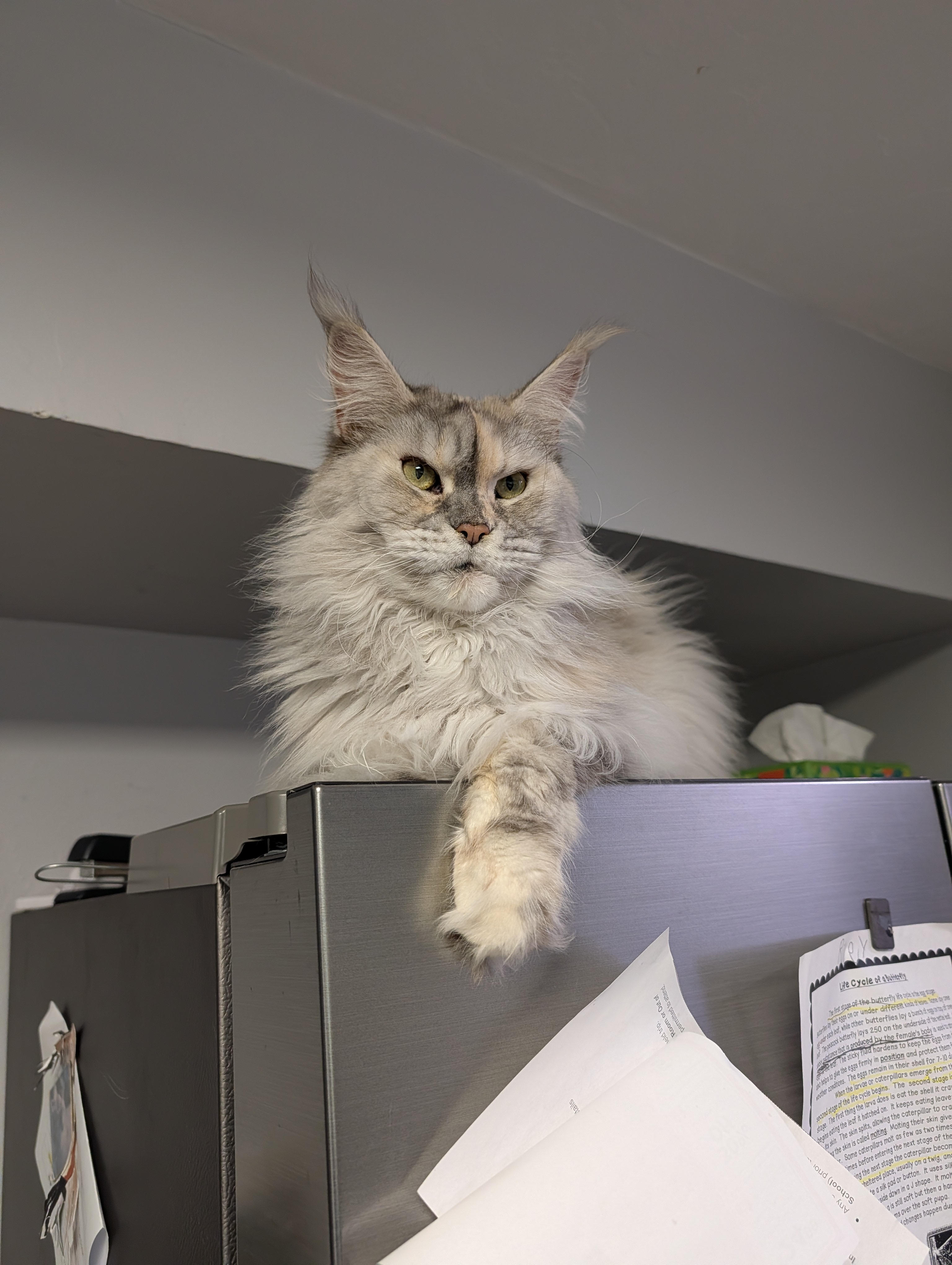 Nina — female Maine Coon cat