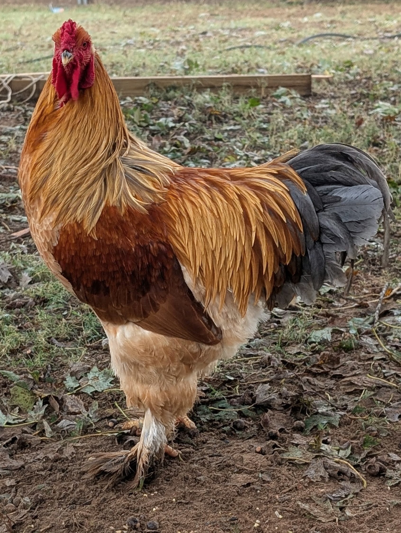 Brahma chicken — large feather-legged bird