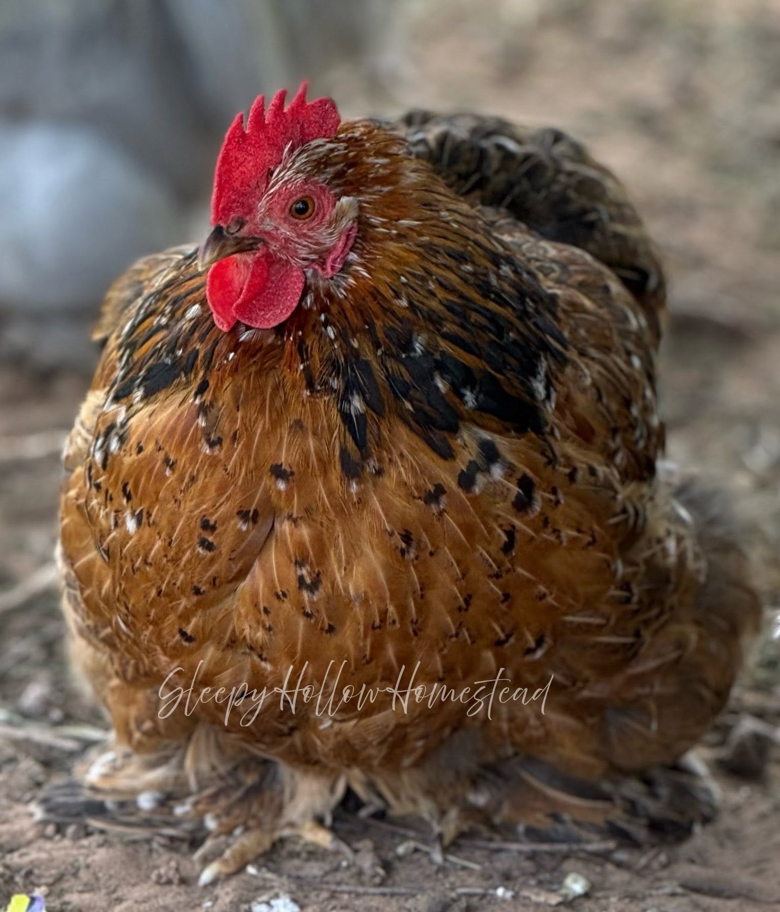 Cochin chicken — big, round, fluffy