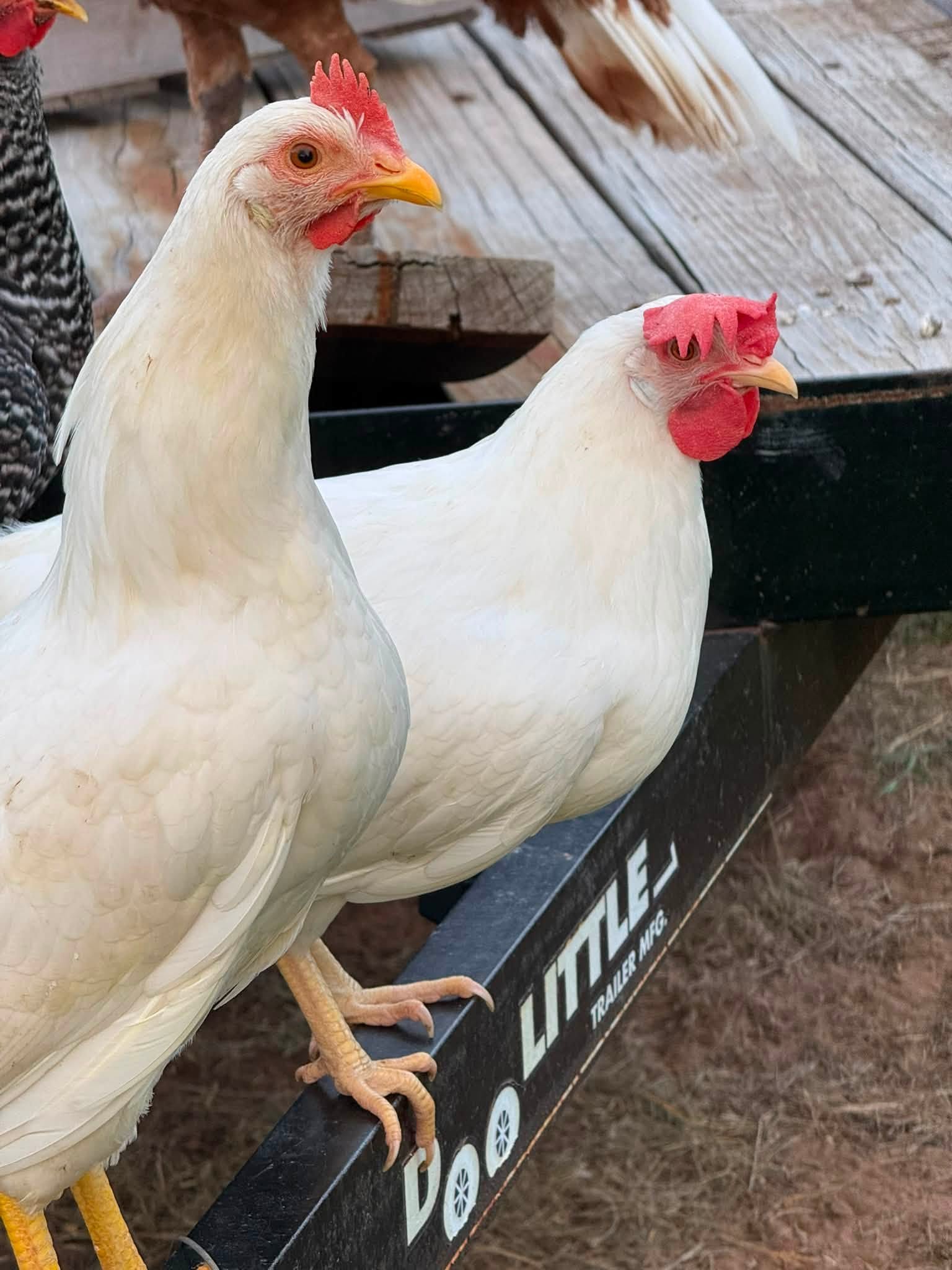 Leghorn chicken — white Mediterranean layer