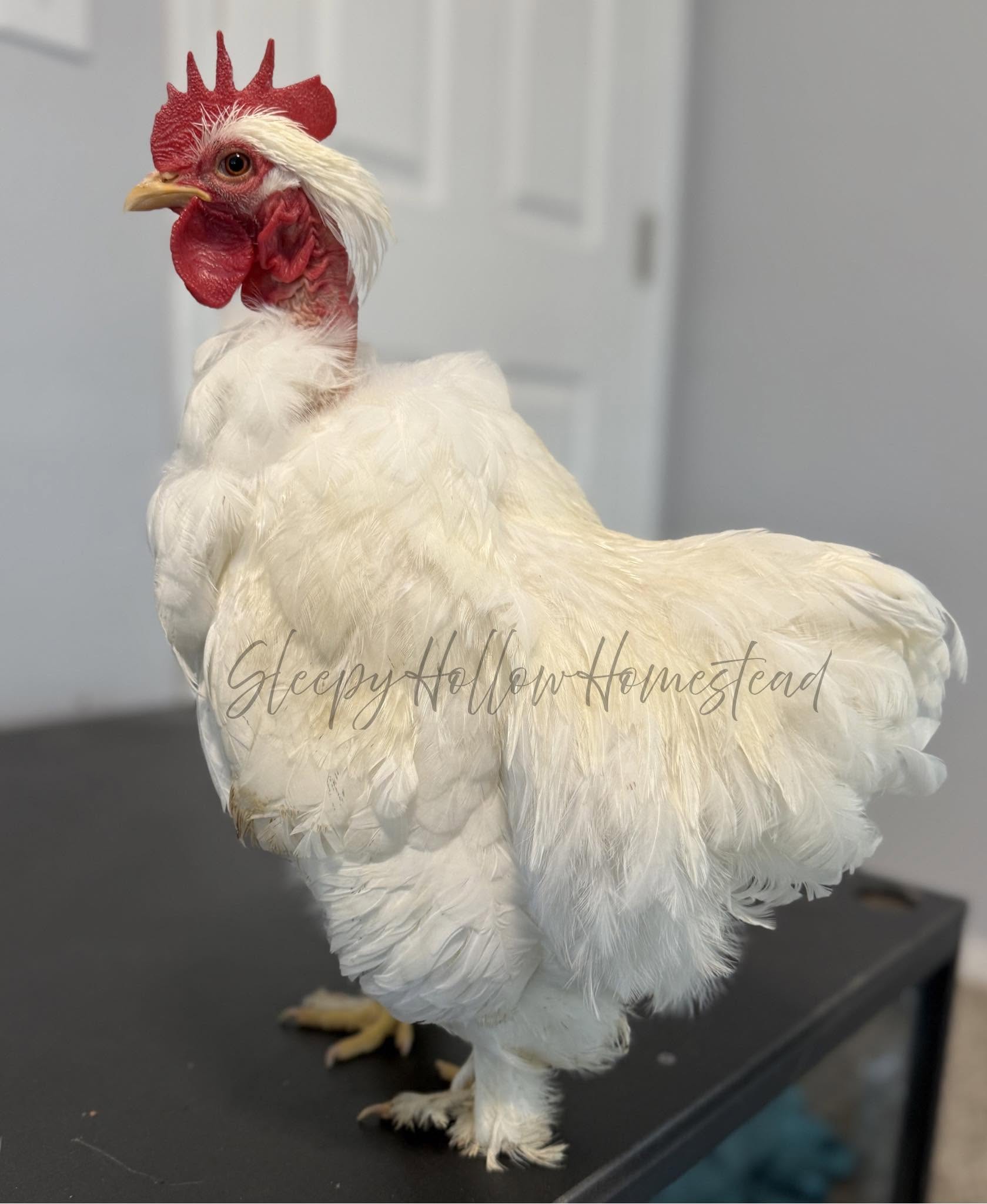 Naked Neck chicken — bare neck, hardy and heat-tolerant