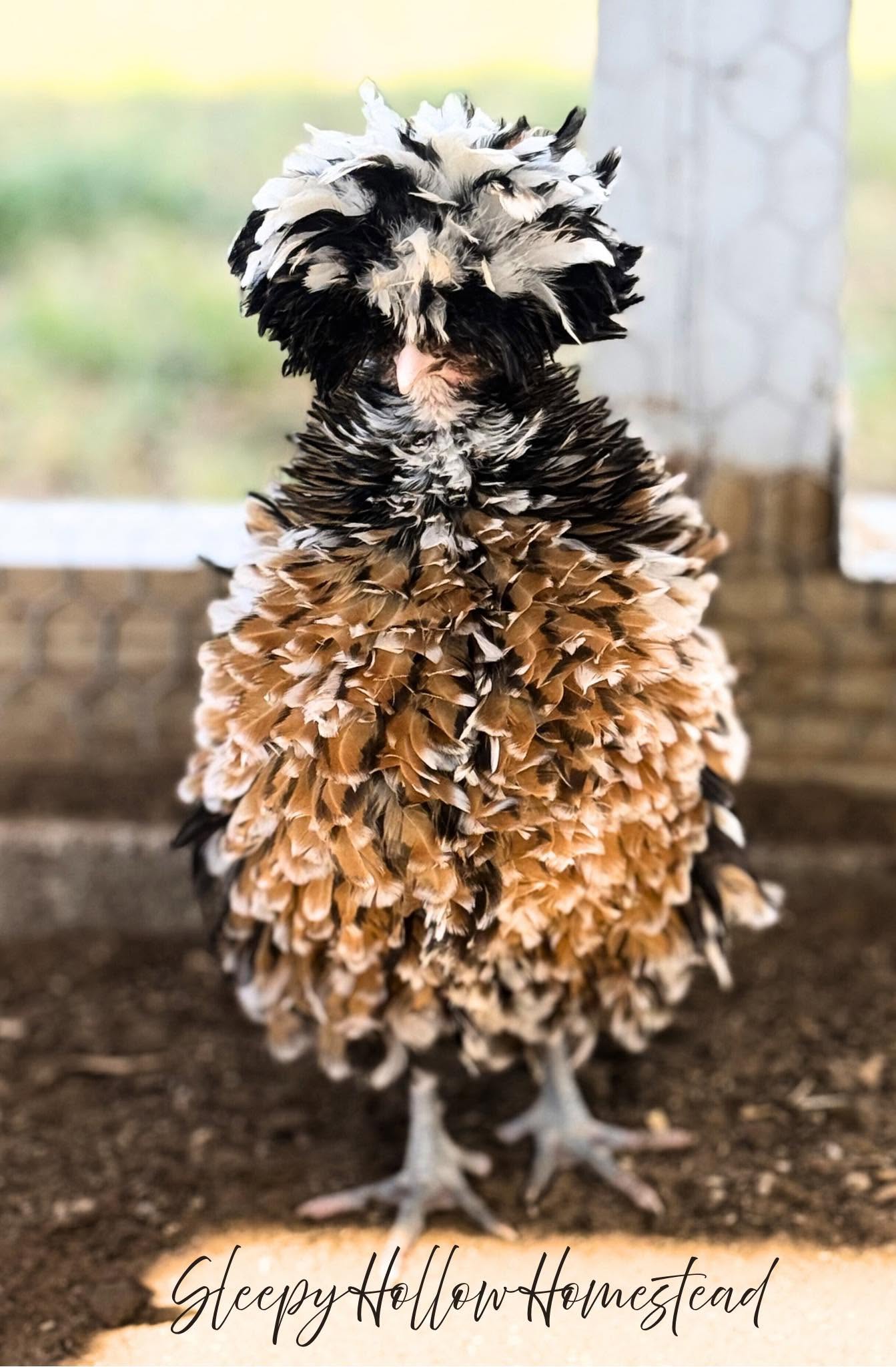 Polish chicken — crested head feathers