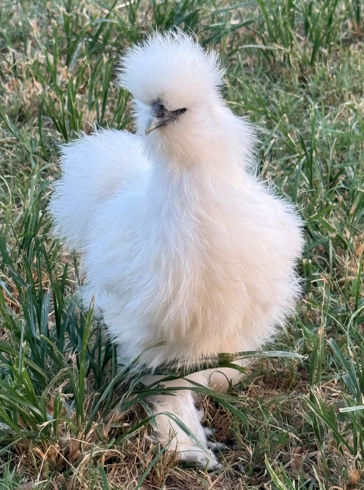 Silkie chicken — fluffy white plumage