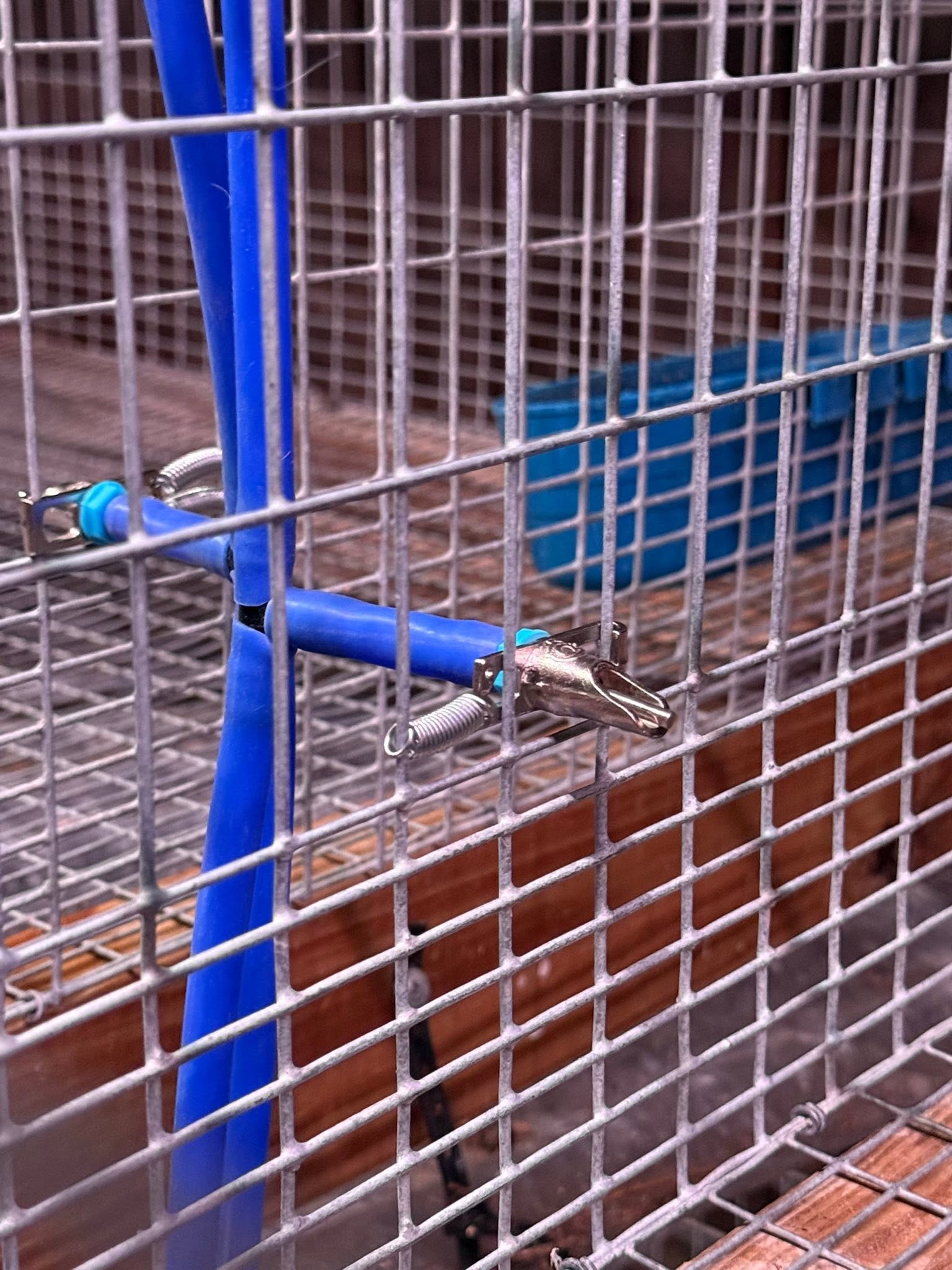 Automatic water fount for poultry