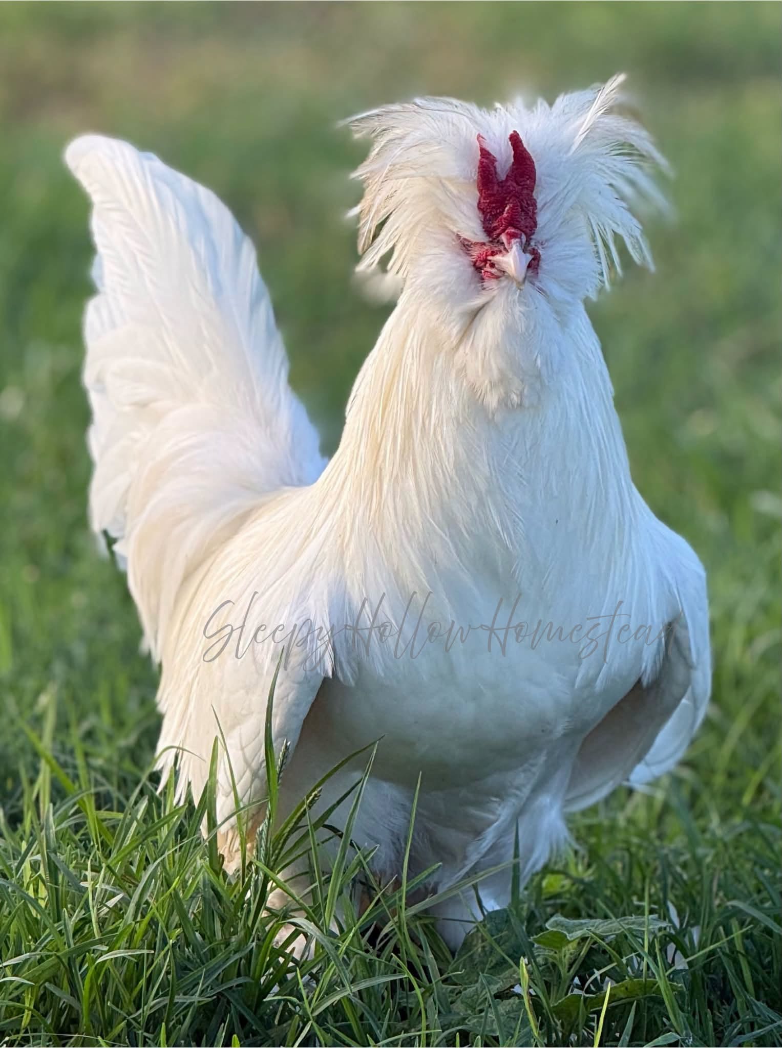 Sultan rooster
