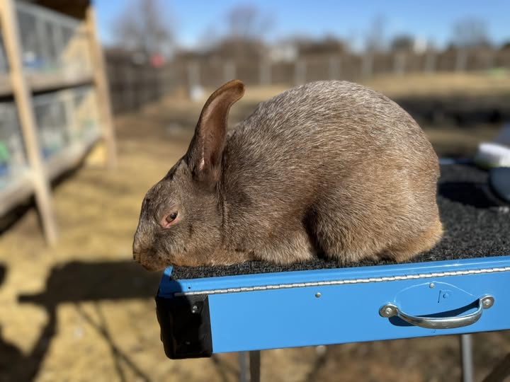 Argente Brun rabbit — rich chestnut-brown coat with silver ticking