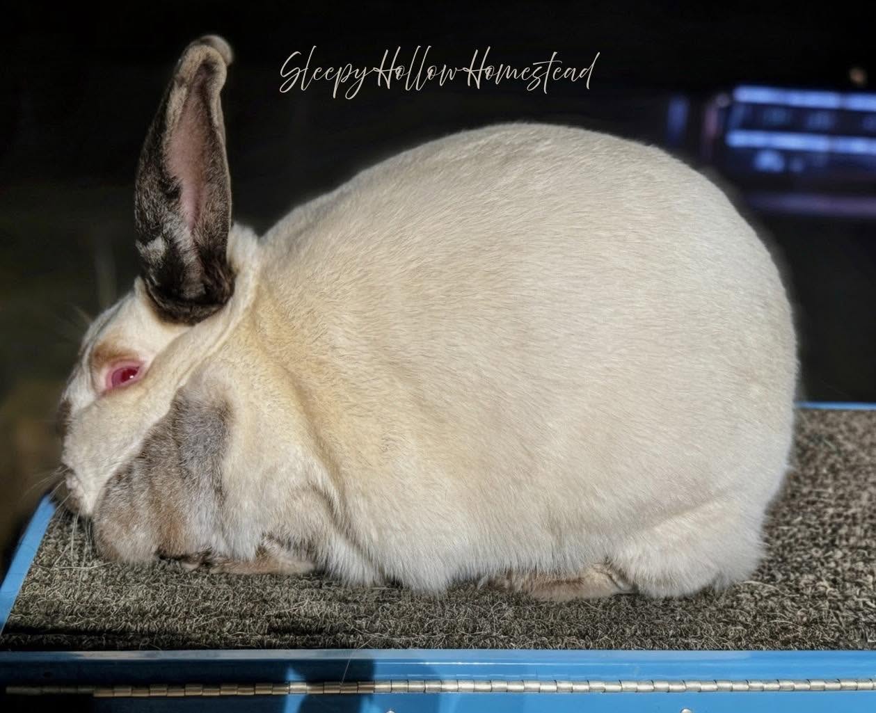 Californian rabbit — white body with dark points