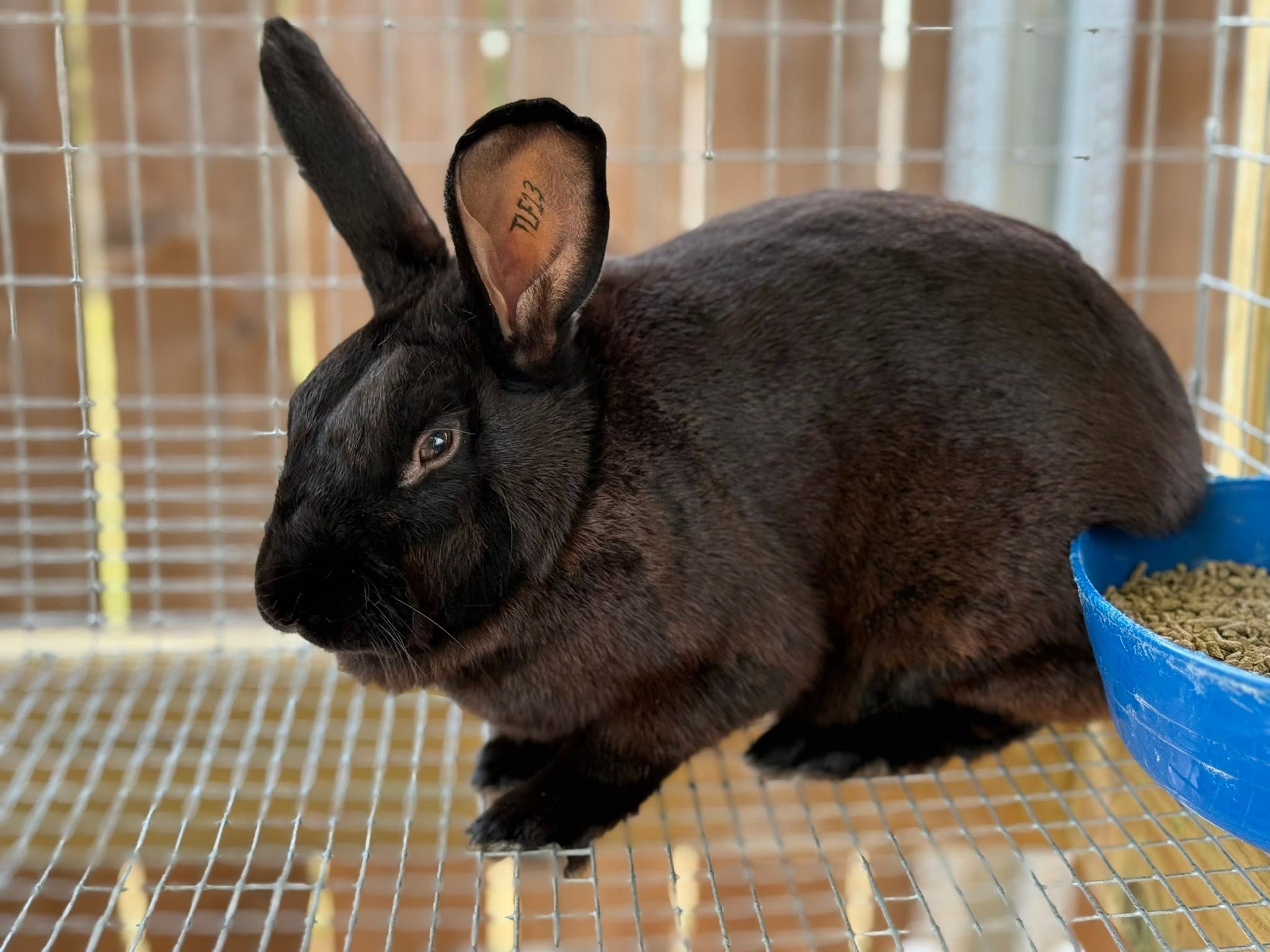 New Zealand Black rabbit