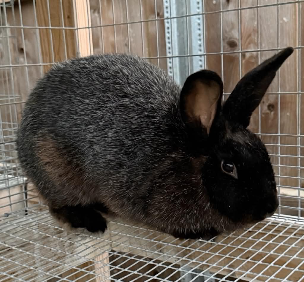 Silver Fox rabbit — black coat with silver-white ticking
