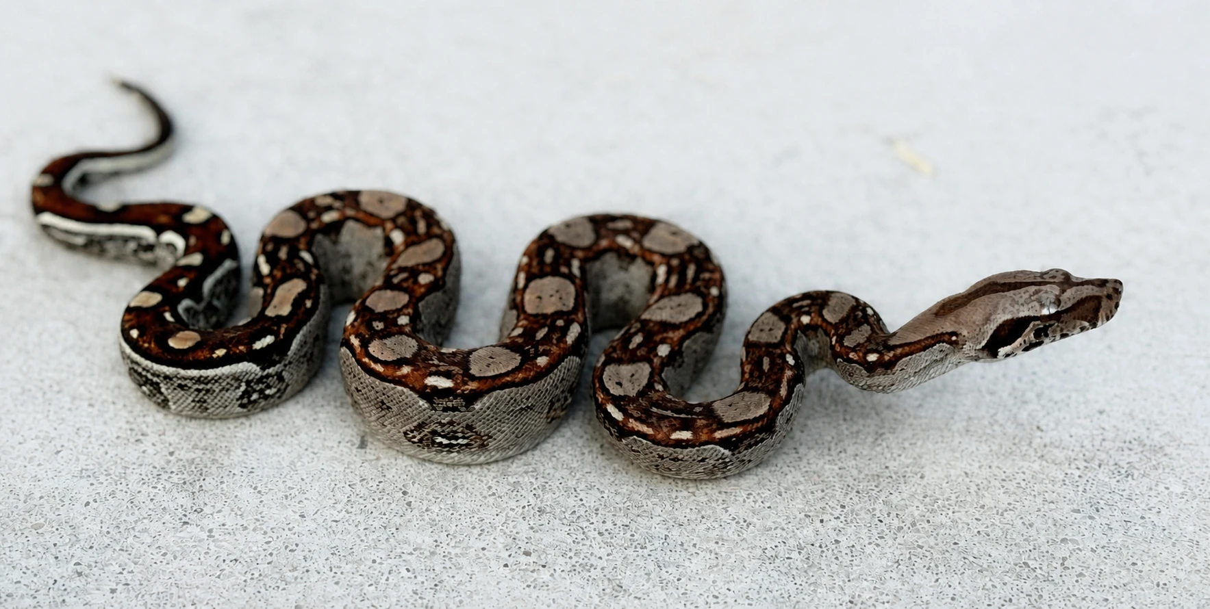 Athena — KRP Aztec