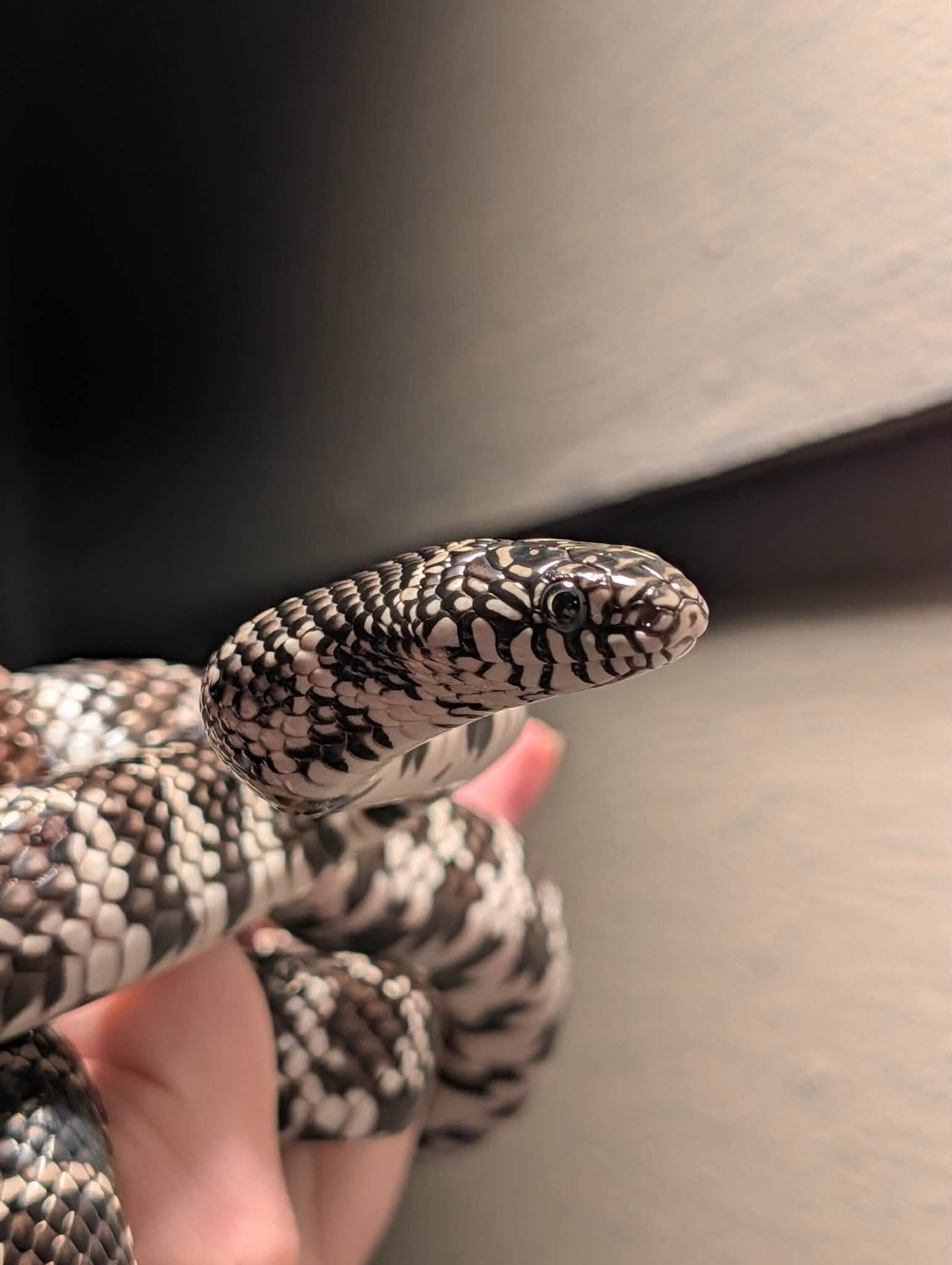 Florida anery kingsnake