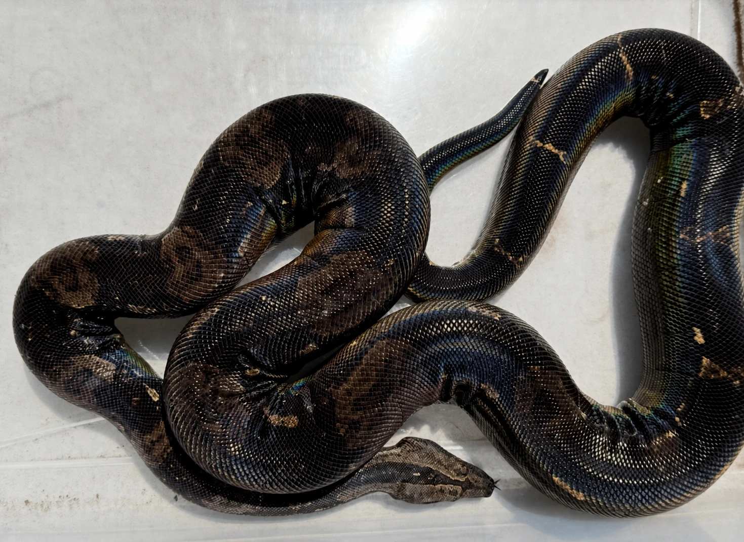 Onyx — IMG 100% het VPI