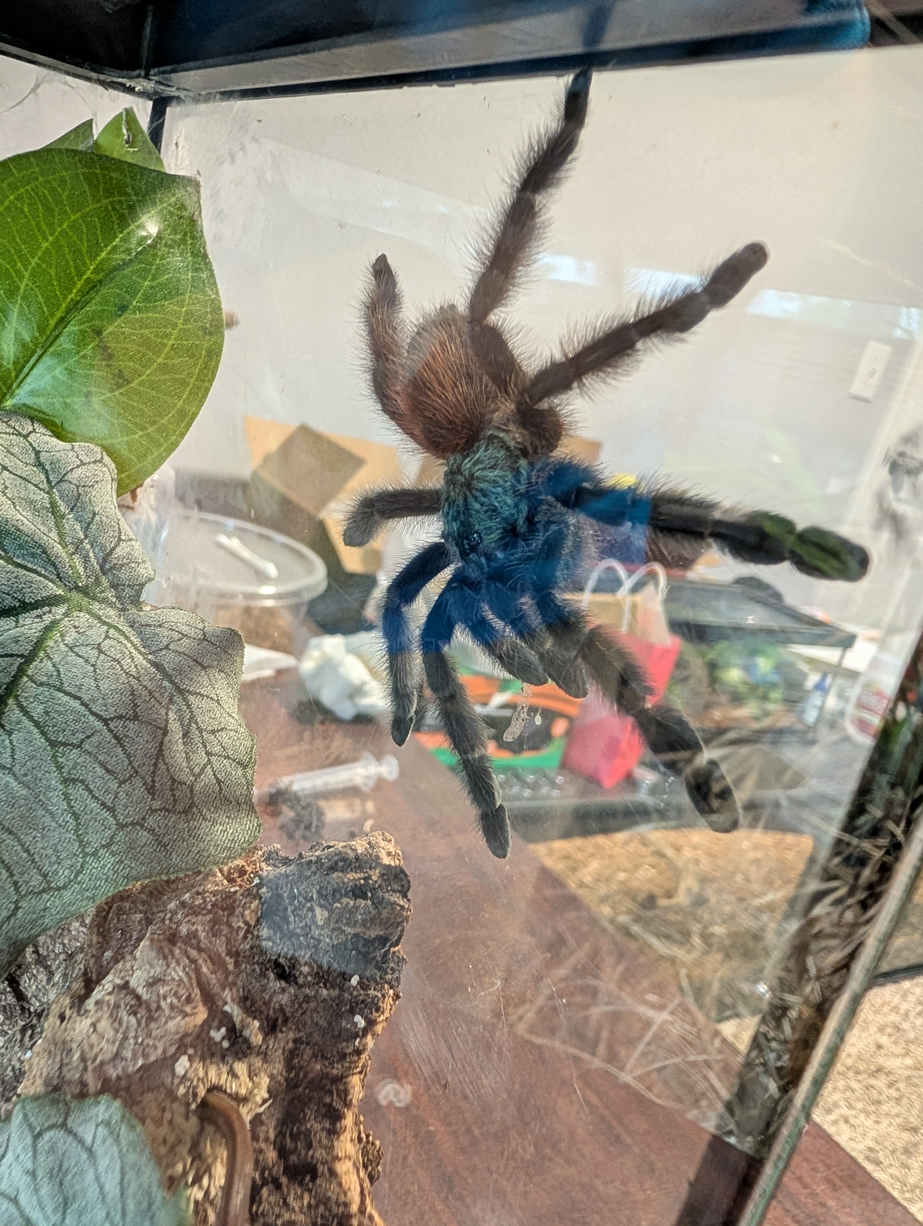 Versicolor tarantula viewed from above