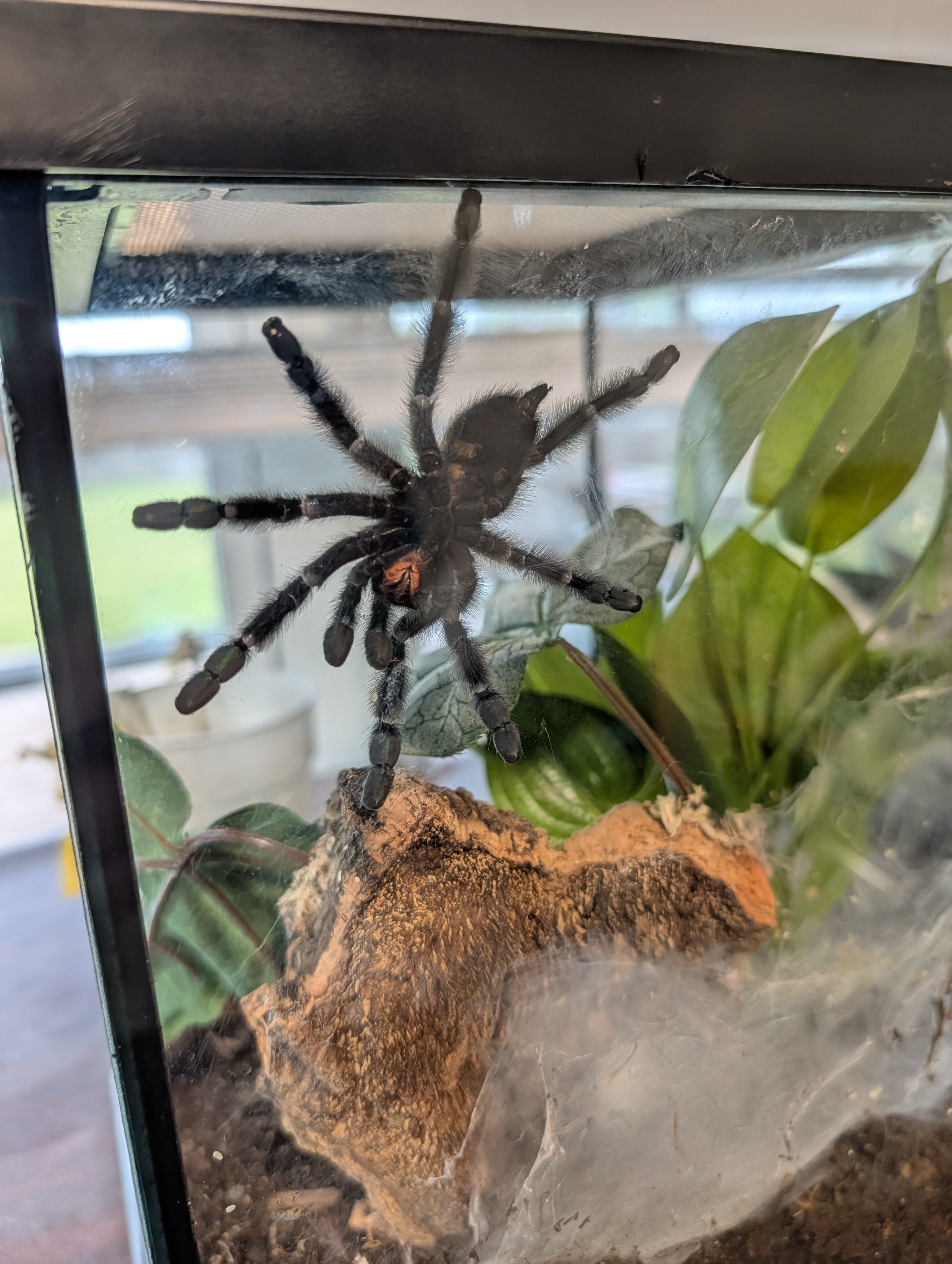 Versicolor tarantula on the enclosure glass