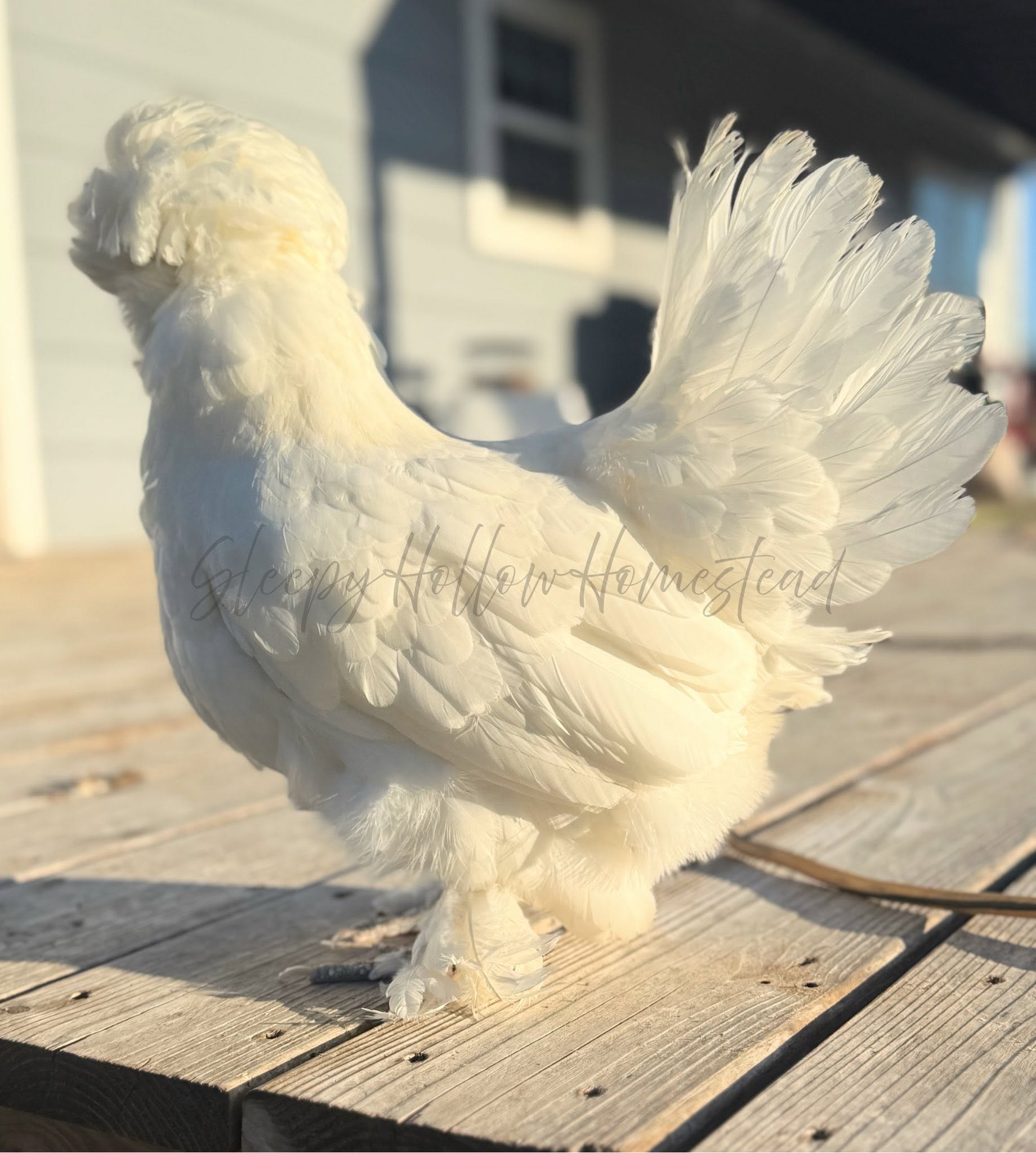 Sultan hen — photo 2
