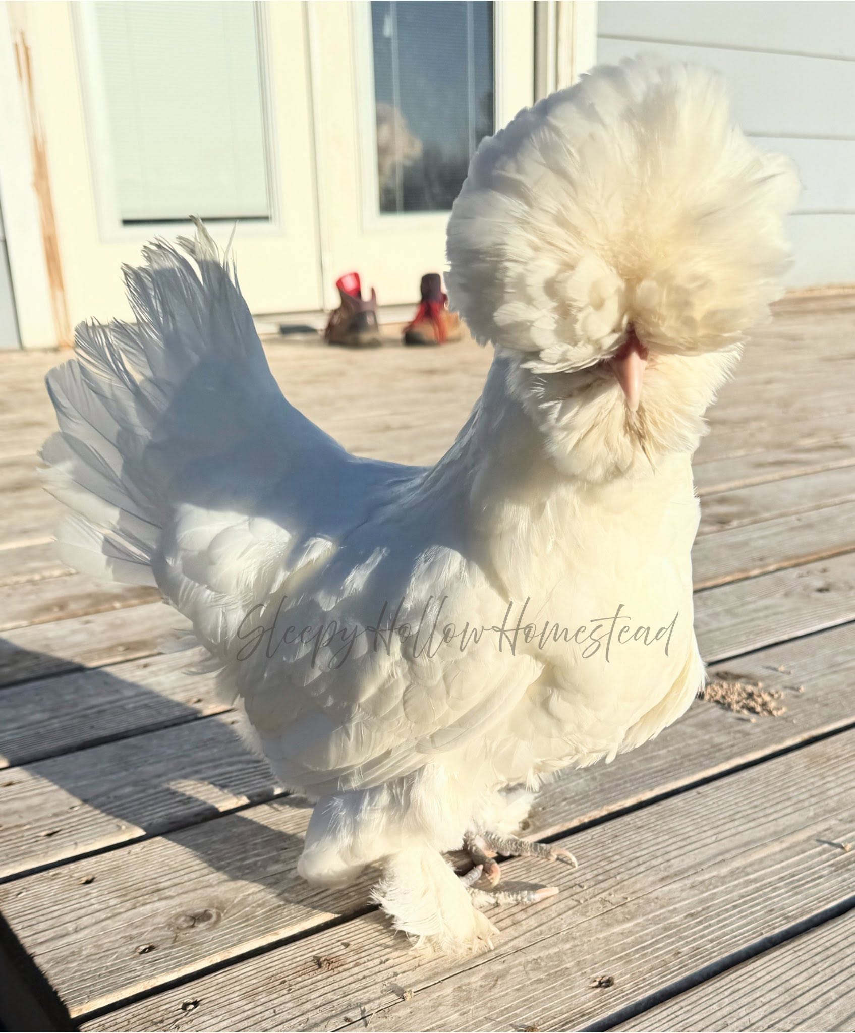 Sultan hen — white crested breed with full muffs and v-shaped comb